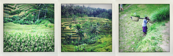 Bali - Terrasses de riz